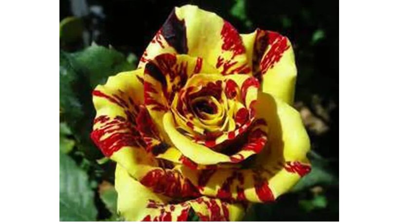 Yellow Red Rose Shrub Flower Seeds, Professional Pack, 20 Seeds / Pack, Strong Fragrant