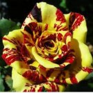 Yellow Red Rose Shrub Flower Seeds, Professional Pack, 20 Seeds / Pack, Strong Fragrant