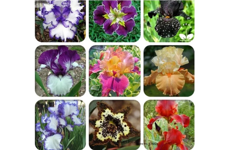 Iris Tectorum Perennial Flower Seeds, Professional Pack, 20 Seeds / Pack, TS134xT1