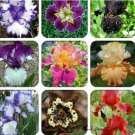 Iris Tectorum Perennial Flower Seeds, Professional Pack, 20 Seeds / Pack, TS134xT1