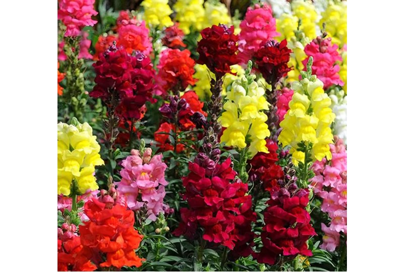 Dwarf Snapdragon Mixed Seeds 500 Seeds