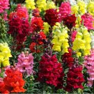 Dwarf Snapdragon Mixed Seeds 500 Seeds