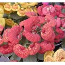 Begonia Flower (Begonia semperflorens) seeds  bed Plant Seeds Potted bonsai 10pcs/bag