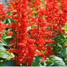 Scarlet Sage Seeds, Salvia splendens 100 Seeds