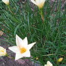 Zephyranthes candida Seeds | White Zephyr Lily | 100 Mini Rain Lily Seeds | Ornamental Bulb Plant