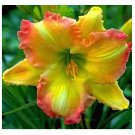 Lily Seed Peruvian Lily Alstroemeria Inca Bandit Princess Lily 200 Seeds