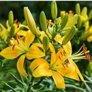 Lily Seed Plants Yellow Lily Flower 200 Seeds