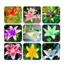 Lily Flower Seed Not Lily Bulbs (Color: Mix) 200 Seeds