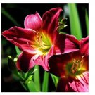 Rare Lily Potted Not Lily Bulbs It is Seed Lilum Flower 300 Seeds