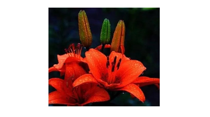 Rare Lily Potted Not Lily Bulbs It is Seed Lilum Flower 300 Seeds