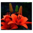 Rare Lily Potted Not Lily Bulbs It is Seed Lilum Flower 300 Seeds