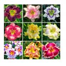 Rare Lily Seed plantas Lily Flower Seeds Plants for Home & Garden Decoration 200 Seeds