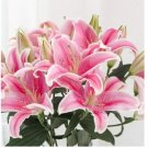Lily Seed Plants Yellow White Red Pink Purple Lily Flower Seed 200 Seeds