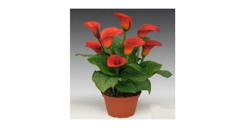 2 Calla Lily Bulbs