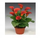 2 Calla Lily Bulbs