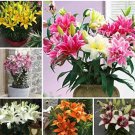 Lily Seed Plants Yellow White Red Pink Purple Lily Flower Seed  200 Seeds