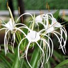 Spider Lily and Lily Fragrance Ornamental Plants Seeds - White Flowers 100pcs