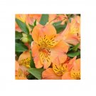 Peruvian Lily Alstroemeria Flower Beautiful Flower Seeds 80 Seeds