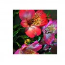 Peruvian Lily Alstroemeria Flower Beautiful Flower Seeds 80 Seeds