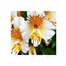 Peruvian Lily Alstroemeria Flower Beautiful Flower Seeds 80 Seeds