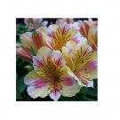 Peruvian Lily Alstroemeria Flower Beautiful Flower Seeds 80 Seeds