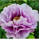 Pivoine Japanese Peony Flower Seeds, 1 Professional Pack, Light Purple, 5 Seeds / Pack