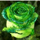 Heirloom Rare Green Golden Rose Flower Seeds, Professional Pack, 50 Seeds / Pack, Light Fragrant