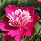 Chinese Red Peony Flower Seeds, 1 Professional Pack, 5 Seeds / Pack, 'SUN' Fragrant