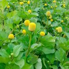 Toothache Plant Seeds - Acmella Oleracea Herbal Pain Relief & Medicinal Garden Plant 100 Seeds