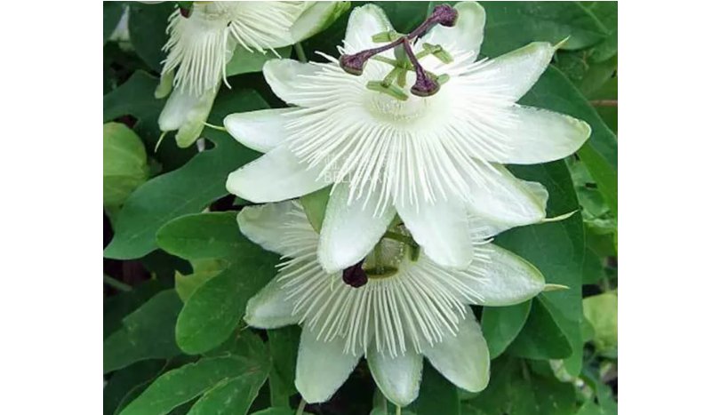 Passiflora Purely White Flower Seeds, 30 seeds, professional pack, hybrid passion fruits flower