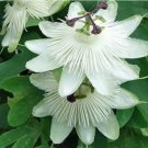 Passiflora Purely White Flower Seeds, 30 seeds, professional pack, hybrid passion fruits flower