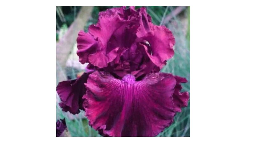 Bearded Iris Flower Seeds, Redish Purple Double Flowers 50 Seeds