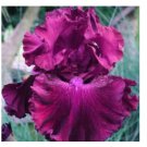 Bearded Iris Flower Seeds, Redish Purple Double Flowers 50 Seeds