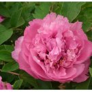 Red Peony Shrub Perennial Flower Seeds, Professional Pack, 5 Seeds / Pack, Strong Fragrant Flower