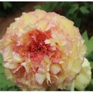 Golden Peony Tree Flower with Pink Edge Heart Seeds,  5 Seeds / Pack, Light Fragrant