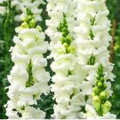 Tall White Snapdragon Seeds 500 Seeds