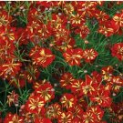 Rare Coreopsis Tinctoria 'Roulette' Cosmos Flower Seeds, Professional Pack, 20 Seeds / Pack