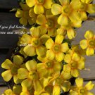 Oxalis Seeds, Yellow Flower with Orange Centre 100 Seeds