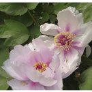 Pink Peony with Purple Stripe Flower Seeds,  5 Seeds / Pack, Fragrant Garden Flower
