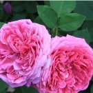 Heirloom Pink Damask Rose Bush Flower Seeds, Professional Pack, 50 Seeds / Pack, Light Fragrant