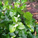 50pcs Bonsai White Jasmine Flower, Fragrant Plant Arabian Jasmine