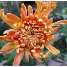 Orange Chrysanthemum Flower Seeds, Professional Pack, 50 Seeds