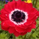 50 Govina Red Anemone Seeds – Bold Scarlet Blooms for Gardens, Pots & Floral Design