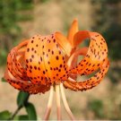 Tiger Skins Lilium Brownii Flower Seeds Balcony Bonsai Courtyard Plant Flower Seeds Lily Seeds 50pcs