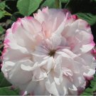 Rarest Pink Rose Flower with Red Edge Organic Seeds, Professional Pack, 50 Seeds / Pack