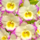 Narcissus Flower, Colorful 50 Seeds