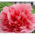 Heirloom 'Shan Hutai' Rose Red Peony Tree Flower Seeds, Professional Pack, 5 Seeds / Pack