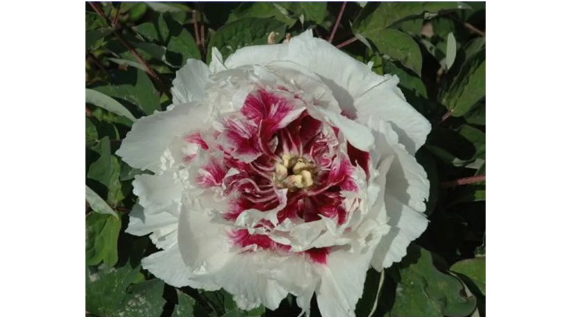 White Dark Red Tree Peony Flower Seeds, Professional Pack, 5 Seeds / Pack