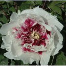 White Dark Red Tree Peony Flower Seeds, Professional Pack, 5 Seeds / Pack
