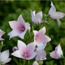 15 Pink Balloon Flower Seeds - Perennial Flower Garden Plant